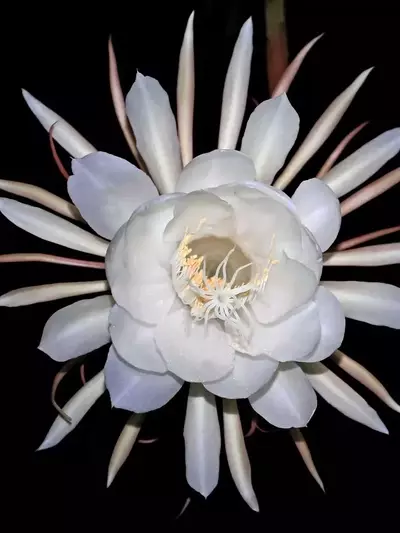 El Encanto Nocturno: Jardines Que Cobran Vida al Anochecer