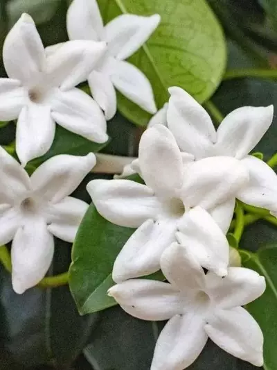 El Arte de la Poda del Jazmín: Claves para una Floración Abundante y Saludable