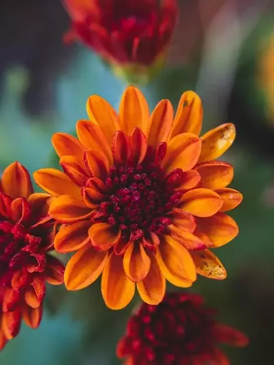 Guía Completa: Flores Espectaculares para Plantar en Septiembre y Embellecer tu Jardín Otoñal