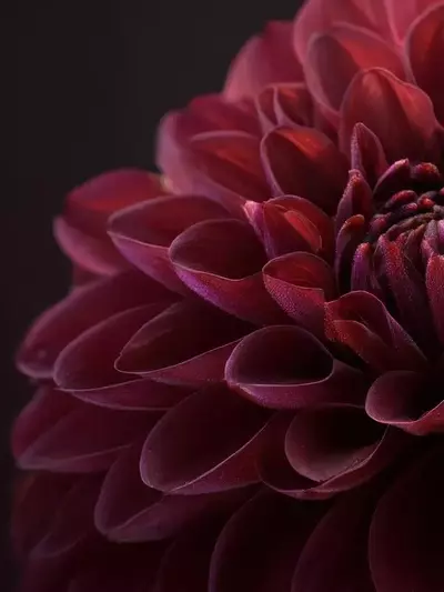 Descubre el misterio y la sofisticación de las flores de tonalidades oscuras para embellecer tu jardín