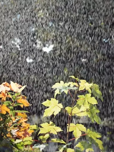 Cómo salvaguardar tus plantas de la excesiva humedad y evitar la aparición de hongos durante periodos de fuertes lluvias