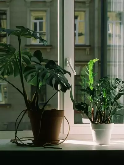 Detectando y Ajustando la Iluminación Ideal para el Crecimiento de tus Plantas de Interior