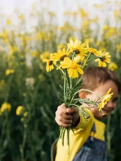 Flores Amarillas el 21 de Septiembre: Un Fenómeno Cultural Inspirado en 'Floricienta'