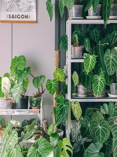 Plantas Exóticas de Fácil Cuidado para Embellecer tu Hogar