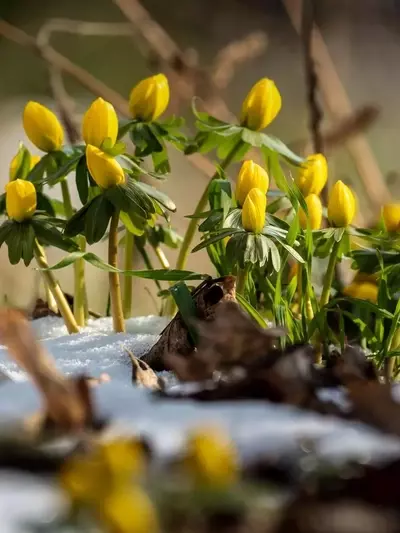 Guía Definitiva de Plantas Perennes que Desafían el Frío y Florecen en Primavera