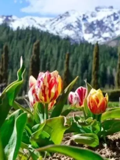 Patagonia Florece: El Asombroso Espectáculo de los Tulipanes en Trevelin