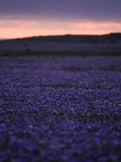 El renacimiento floral del desierto de Atacama