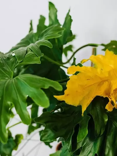 Guía Definitiva para Revitalizar el Color de las Hojas de tus Plantas