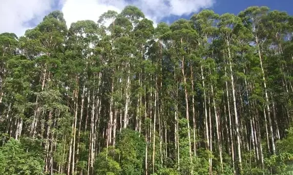Descubriendo el Eucalyptus grandis: Un Árbol Multifacético