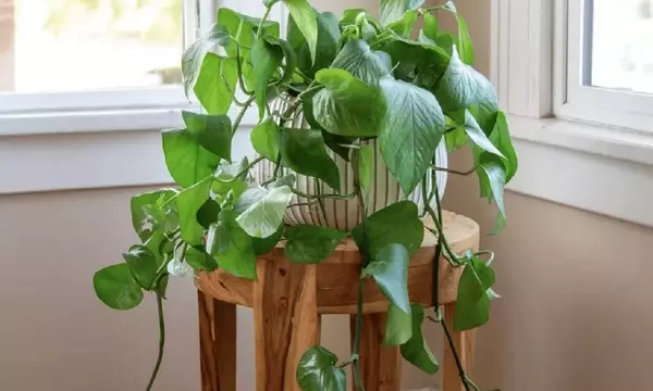 Guía Completa para el Cuidado del Pothos: La Planta Perfecta para Novatos