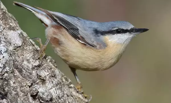 El impacto ambiental de las plantaciones de eucaliptos en las aves de Galicia