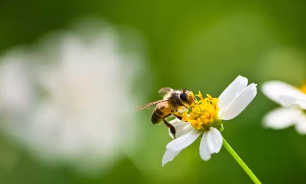 El Vital Papel de los Jardines Privados en la Preservación de Insectos