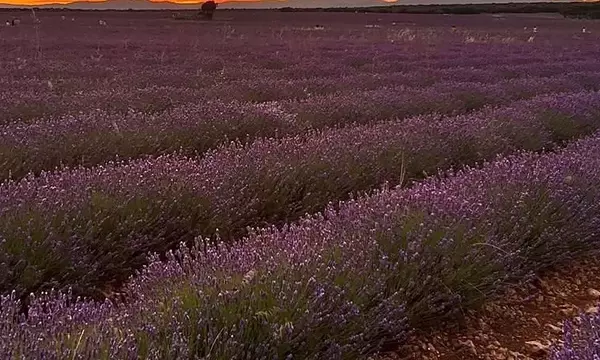 Brihuega: Un Espectáculo Violeta de Lavanda y Cultura