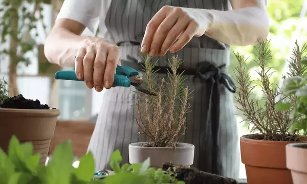 Revitalización de Hierbas Aromáticas Leñosas: Guía Completa para un Jardín Duradero