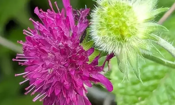 Descubriendo la Scabiosa: La Flor Olvidada que Transforma tu Jardín en un Santuario de Mariposas