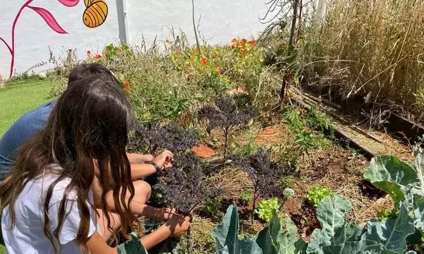 Revolución Verde en las Aulas: El Auge de los Huertos Escolares Ecológicos en España