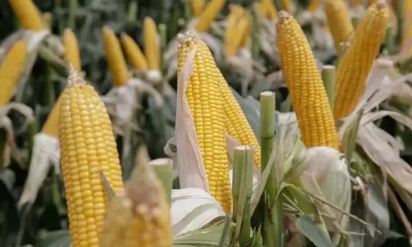 Estrategias Integrales para el Cultivo de Maíz: Maximizando Rendimientos y Minimizando Riesgos en Argentina