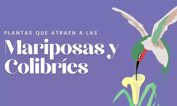 Creando un Santuario Vibrante para Mariposas y Colibríes: Guía Floral