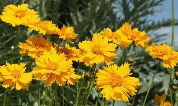 Guía Completa para Cultivar Coreopsis y Llenar tu Jardín de Color