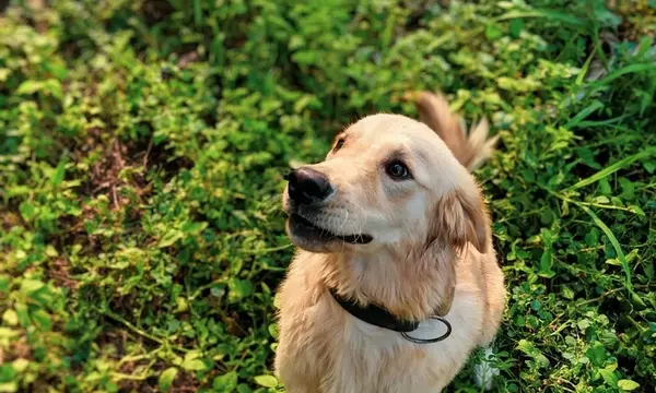 Plantas Comunes: Un Peligro Oculto para Mascotas