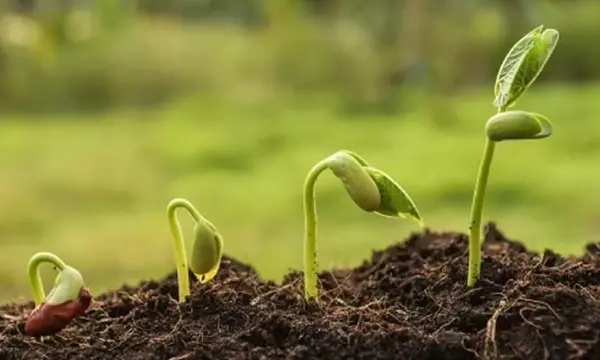 Guía Experta para Rescatar Plantas con Problemas: Identificación y Soluciones Efectivas