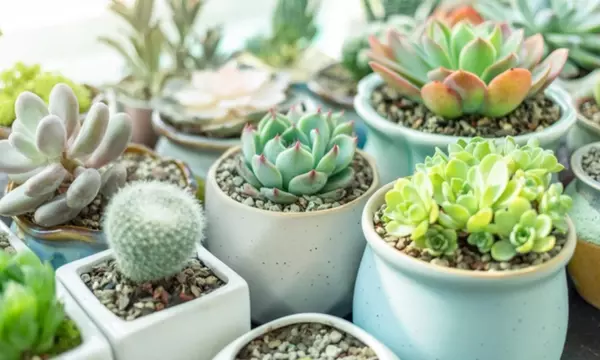 Plantas Inquebrantables para el Verano: Cómo Sobrevivir al Calor Extremo