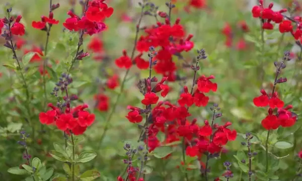 Salvia greggii: Una joya floral para tu jardín