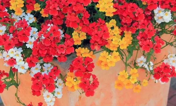 Nemesia: Un Estallido de Color para Tus Espacios Exteriores