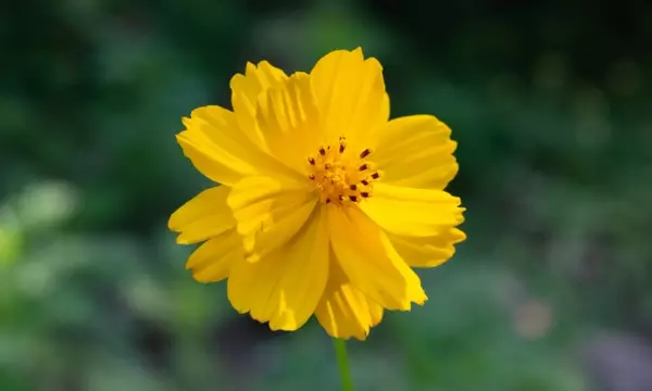 Guía Definitiva para el Cultivo de Cosmos: Flores Radiantes con Mínimo Esfuerzo