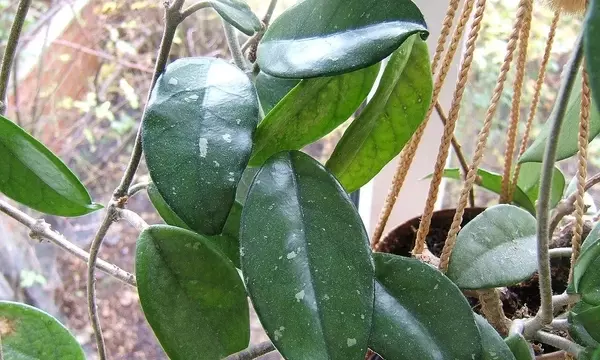 Descubre la Fascinante Hoya Carnosa: Guía Completa de Cultivo y Cuidados