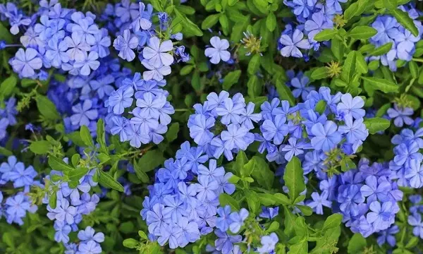 Guía Completa para el Cuidado del Jazmín Azul: Belleza y Resistencia en tu Jardín