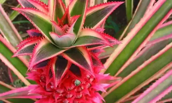 Descubriendo la Diversidad de las Inflorescencias en Espiga