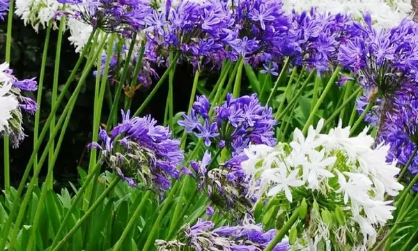 Revitalización del Agapanto: Guía Completa para una Floración Espectacular