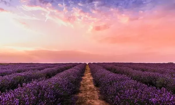 Brihuega se Viste de Púrpura: Un Festival de Lavanda que Encanta a Miles