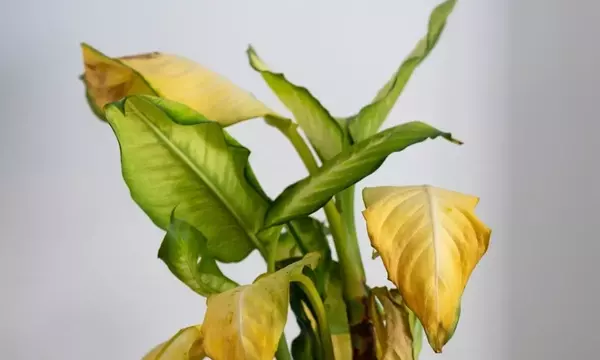 Secretos para Revitalizar tus Plantas: Una Guía Completa contra el Amarillamiento Foliar