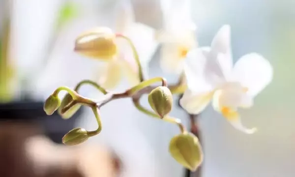 La Misteriosa Caída de los Capullos Florales y el Secreto de las Crisálidas