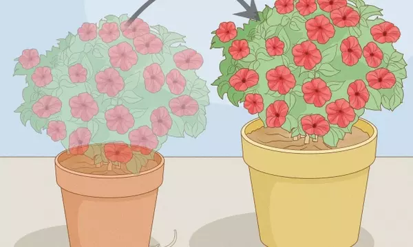 Guía Completa para el Cultivo Exuberante de Petunias durante Todo el Verano