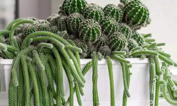 Guía completa para el trasplante de plantas: Cuándo y cómo renovar su hogar