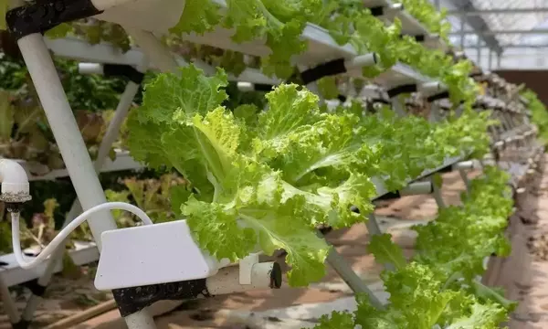 Invernaderos Hidropónicos: Optimizando el Cultivo y la Sostenibilidad
