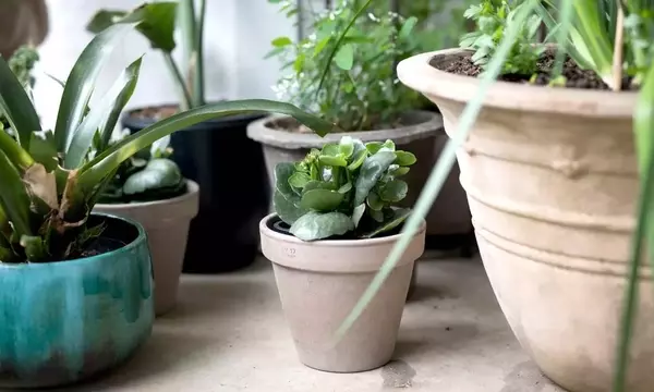 Arcilla vs. Plástico: ¿Cuál es el Mejor Recipiente para Tus Plantas?