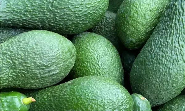 Agricultura Ecológica del Aguacate: Sostenibilidad y Sabor Superior
