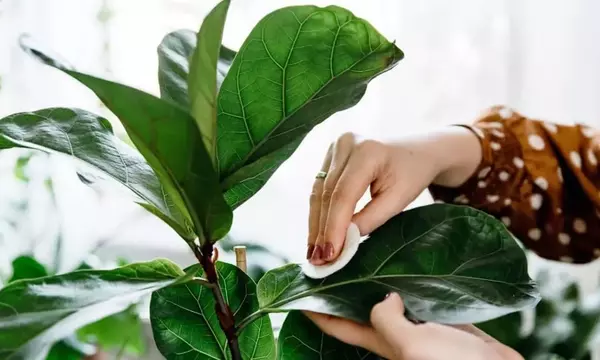 Mantén tus plantas de interior saludables y relucientes: La guía definitiva para la limpieza de hojas