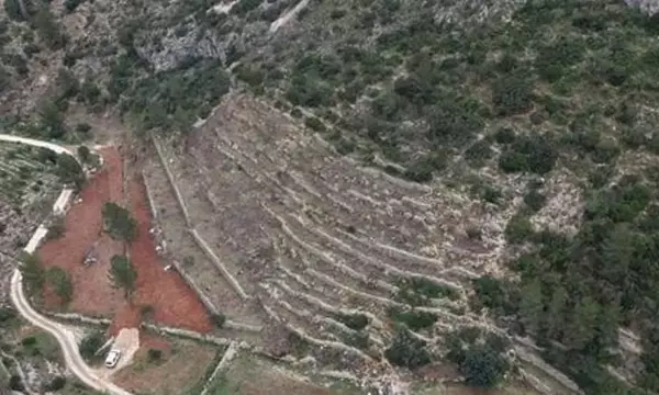 El Renacimiento del Algarrobo en España: Un Cultivo con Futuro Sostenible
