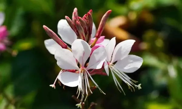 Guía completa para el cuidado de la Gaura Lindheimeri: resistencia y belleza en tu jardín