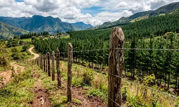 Estacones de Madera: Pilares Esenciales para el Campo y la Ciudad