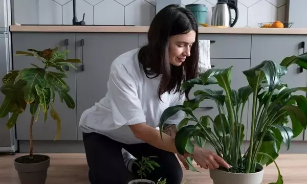 Palazuelos de Eresma Restringe Riego de Jardines para Conservación del Agua