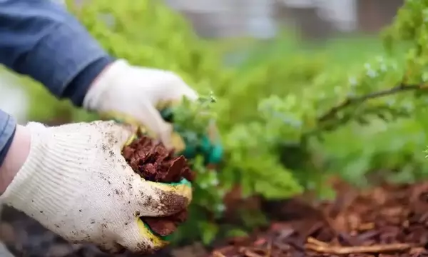 Optimización del Jardín: La Guía Definitiva para Elegir el Mejor Acolchado que Protege tu Suelo