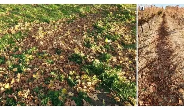 Más Allá de la Cosecha: Entendiendo la Pérdida de Nutrientes en Viñedos de Washington