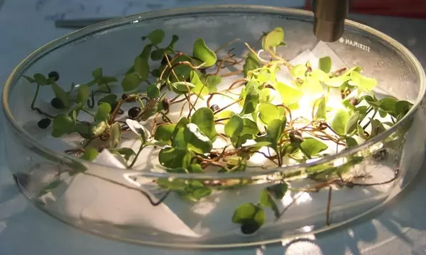 El Banco de Germoplasma de Córdoba: Un Santuario Vital para la Biodiversidad Vegetal Andaluza