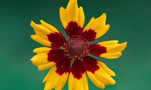 La Gaillardia: Una Joya Floral para Jardines Radiantes y Duraderos